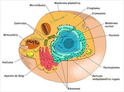 celula vegetal partes. entre una célula vegetal